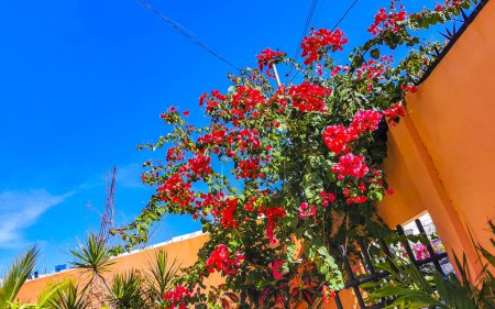 Hermosas flores y flores de color rojo y rosa buganvilla planta árbol en el fondo en Playa del Carmen Quintana Roo México.