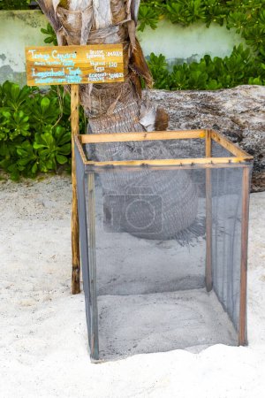 Foto de Tortuga marina anida en jaulas protegidas en la playa de Playa del Carmen Quintana Roo México. - Imagen libre de derechos