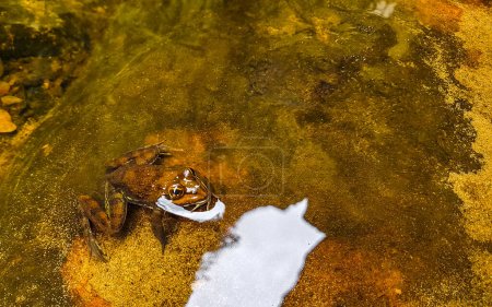Frogs Frog Toad Toads en el agua y en las rocas en la cascada de los almirantes en Simons Town Cape Town Capetown Western Cape South Africa Sudáfrica.