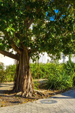 Riesiger alter Banyan Ficus Insipida Baum in Playa del Carmen Quintana Roo Mexiko.