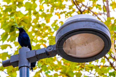 Great Tailed Grackle Quiscalus mexicanus male bird is sitting on a street lamp lantern n in Alameda Central park in Mexico City.