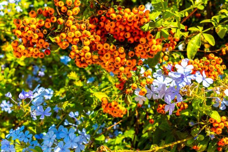 Pequeñas flores y frutos azules y anaranjados en la planta arbustiva en Voula Attica Grecia.