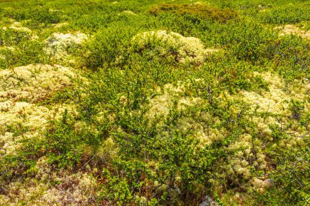 Mosses lichens and small flowers blossoms on the ground and rocks stones in Rondane National Park Ringbu Innlandet Norway in Scandinavia.