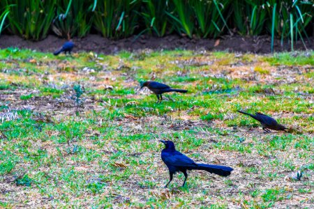 Great Tailed Grackle grackles Quiscalus mexicanus male bird birds on grass field in Alameda Central park in Mexico City.