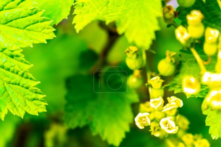 Currant bush and gooseberry plant with flowers and berries in Leherheide Bremerhaven Bremen Germany.