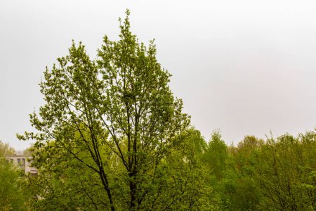 Baumwipfel Äste und Pflanzen mit grauem bewölkten Himmel Hintergrund in Leherheide Bremerhaven Bremen Deutschland.