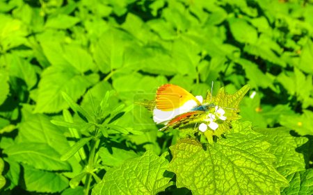 Kleiner weißer gelber Schmetterling sitzt auf blühender grüner Wiese in Leherheide Bremerhaven Bremen Deutschland.