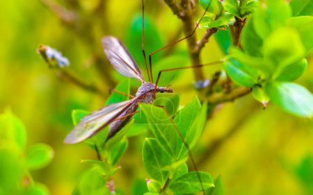 Téléchargez les photos : Grande mouche de grue Tipulidae insecte sur le mur dans le jardin à Leherheide Bremerhaven Brême Allemagne. - en image libre de droit