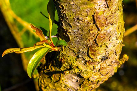 Black fly flies insect sit on tree bark surface in Leherheide Bremerhaven Bremen Germany.