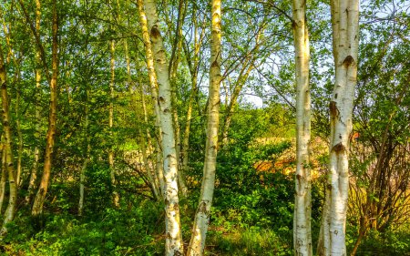 In the moorland forest Birch trees Beech trees forest and nature in Leherheide Bremerhaven Bremen Germany.
