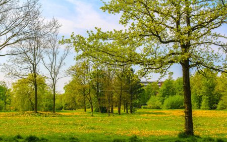 Natural beautiful panorama view on sunny day with green plants trees in the forest of Leherheide Bremerhaven Germany.