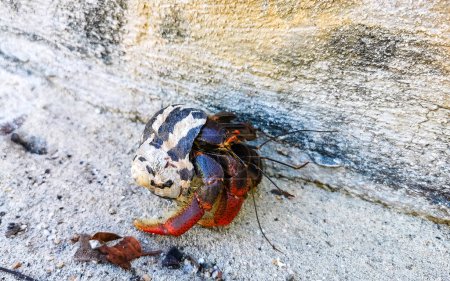 Large hermit crab crawls on sand on the beach on Isla Contoy island in Cancun Quintana Roo Mexico.