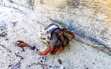 Large hermit crab crawls on sand on the beach on Isla Contoy island in Cancun Quintana Roo Mexico.