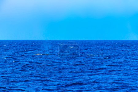 Photo for Blue whale at the surface of the sea in Mirissa Beach Matara District Southern Province Sri Lanka. - Royalty Free Image