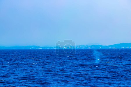 Photo for Blue whale at the surface of the sea in Mirissa Beach Matara District Southern Province Sri Lanka. - Royalty Free Image