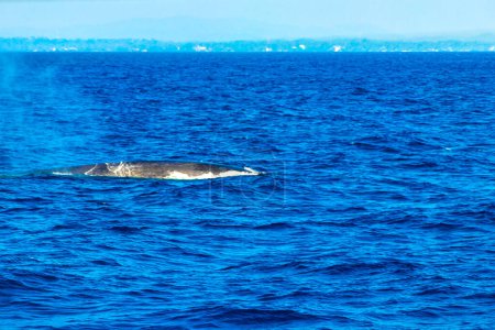 Blue whale at the surface of the sea in Mirissa Beach Matara District Southern Province Sri Lanka.