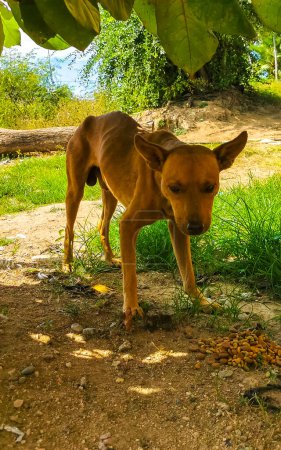 Téléchargez les photos : Chien errant affamé mange de la nourriture pour chien à l'extérieur à Mazunte Oaxaca Mexique. - en image libre de droit