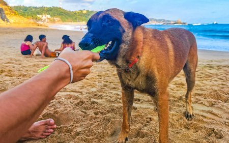 Téléchargez les photos : Mazunte Oaxaca Mexique 21. Novembre 2022 Jouer avec un chien et jeter une frisby frisbie sur la plage à Mazunte Oaxaca Mexique. - en image libre de droit