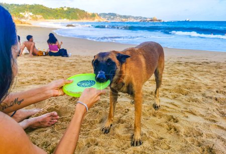 Téléchargez les photos : Mazunte Oaxaca Mexique 21. Novembre 2022 Jouer avec un chien et jeter une frisby frisbie sur la plage à Mazunte Oaxaca Mexique. - en image libre de droit