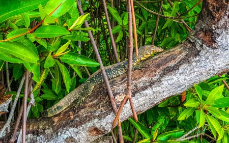 Gran lagarto monitor en la selva tropical en Bentota Beach Galle District Southern Province Sri Lanka.