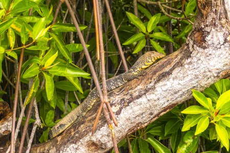 Gran lagarto monitor en la selva tropical en Bentota Beach Galle District Southern Province Sri Lanka.