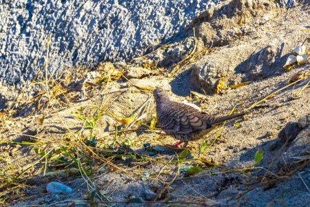 Tourterelles roussâtres colombes oiseaux oiseaux picorent pour la nourriture entre le sable et les herbes à Zicatela Puerto Escondido Oaxaca Mexique.