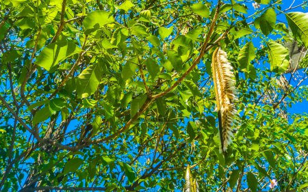 Tropische Schoten hängen vom Baum Samen in Zicatela Puerto Escondido Oaxaca Mexiko.