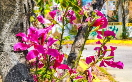 Flores y plantas de color rosa rojo y púrpura en el bosque tropical de la selva y la naturaleza en Zicatela Puerto Escondido Oaxaca México.
