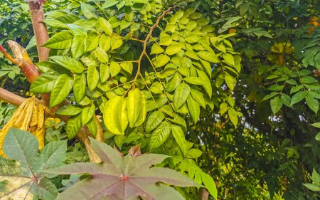 Star fruit tree with fruit on it and green leaves in Zicatela Puerto Escondido Oaxaca Mexico.