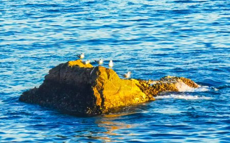 Seagulls Birds sitting on pooped rock in the sea in Zicatela Puerto Escondido Oaxaca Mexico.