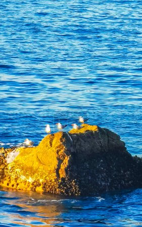 Gaviotas Pájaros sentados sobre roca cagada en el mar en Zicatela Puerto Escondido Oaxaca México.