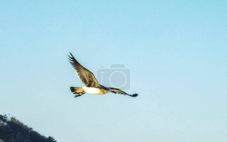 Hermosas aves pelícanas aves volando en el cielo sobre el mar en Zicatela Puerto Escondido Oaxaca México.