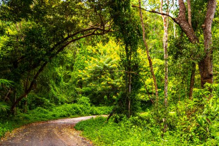 Tropische Dschungel- und Waldwanderwege durch die Natur zum Berggipfel in Chiang Mai Amphoe Mueang Chiang Mai Thailand in Südostasien.