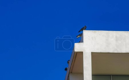 Pigeons birds sitting on the roof in Zicatela Puerto Escondido Oaxaca Mexico.