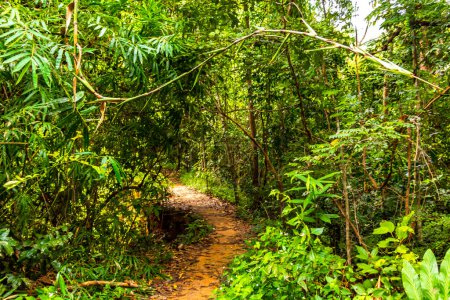 Selva tropical y senderos forestales a través de la naturaleza hasta el pico de la montaña en Chiang Mai Amphoe Mueang Chiang Mai Tailandia en el sudeste asiático.