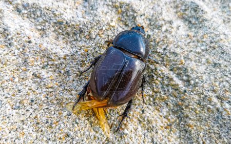 Dead large scarab beetle on beach sand in Zicatela Puerto Escondido Oaxaca Mexico.