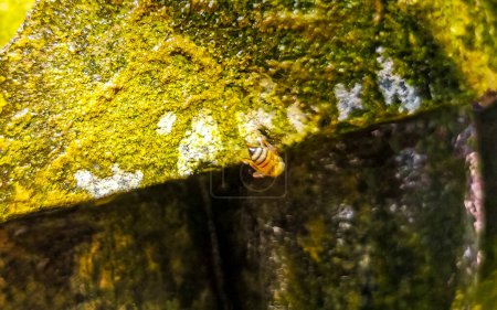Pequeñas abejas en la fuente verde piedras rocas en Zicatela Puerto Escondido Oaxaca México.