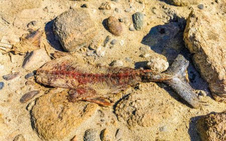 Dead fish eaten away on the beach in Zicatela Puerto Escondido Oaxaca Mexico.
