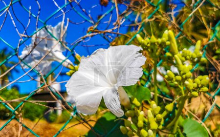 Flores exóticas tropicales blancas y florecientes al aire libre en Zicatela Puerto Escondido Oaxaca México.