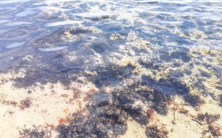Langstachelige Seeigel färben Felsen und Korallen in türkisgrünem und blauem Wasser am karibischen Strand von Playa del Carmen Quintana Roo Mexiko.