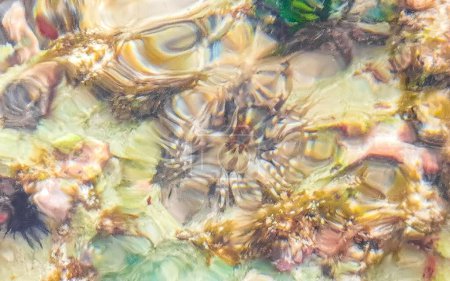 Los erizos de erizo de mar de espina larga tonifican rocas y corales en agua verde turquesa y azul en la playa del Caribe en Playa del Carmen Quintana Roo México.