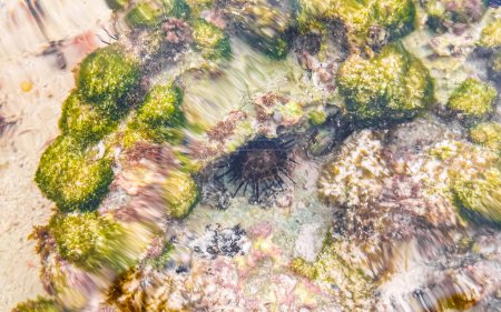 Oursin de mer à longues épines tons rochers et coraux dans l'eau turquoise verte et bleue sur la plage des Caraïbes à Playa del Carmen Quintana Roo Mexique.