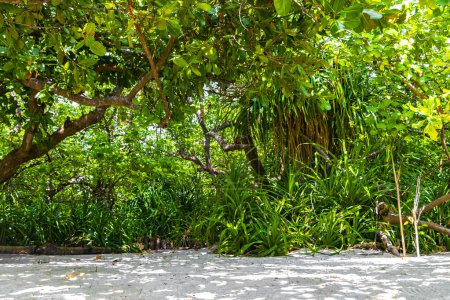 Foto de Plantas tropicales naturales y palmeras manglar en islas del banco de arena con gradiente de color en el agua Madivaru Finolhu e isla Rasdhoo en el atolón Rasdhoo Maldivas. - Imagen libre de derechos