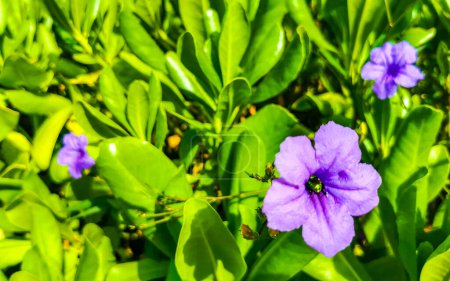 Flores violetas púrpura rosa azul Britton 's Wild Petunia Mexican Bluebell o Mexican Petunia en Playa del Carmen Quintana Roo México.