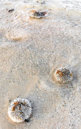 Los erizos de erizo de mar de espina larga tonifican rocas y corales en agua verde turquesa y azul en la playa del Caribe en Playa del Carmen Quintana Roo México.