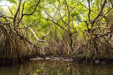 Bootsafari durch tropischen natürlichen Mangroven-Dschungel im Bentota Ganga River Lake im Distrikt Bentota Beach Galle Südprovinz Sri Lanka.