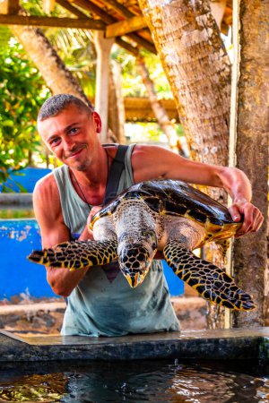 Man holds green sea turtle hawksbill sea turtle loggerhead sea turtle out of pool in Turtle breeding station conservation Center in Bentota Sri Lanka.
