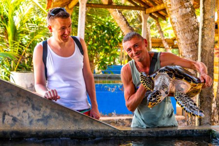 Mann hält grüne Meeresschildkröte Habichtskröte Unechte Meeresschildkröte aus Pool in Schildkrötenaufzuchtstation Conservation Center in Bentota Sri Lanka.