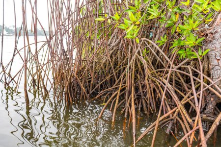 Bootsafari durch tropischen natürlichen Mangroven-Dschungel im Bentota Ganga River Lake im Distrikt Bentota Beach Galle Südprovinz Sri Lanka.