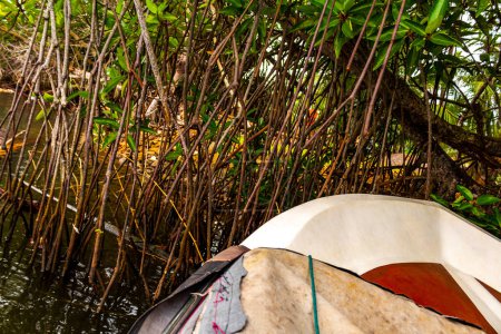 Bootsafari durch den Mangroven-Dschungel im Bentota Ganga River Lake im Distrikt Bentota Beach Galle Südprovinz Sri Lanka.